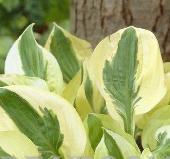 Hosta: Brim Cup