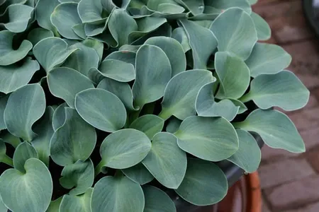 Hosta: Blue Mouse Ears