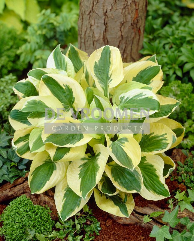 Hosta: Brim Cup