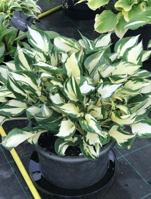 Hosta: Fire and Ice