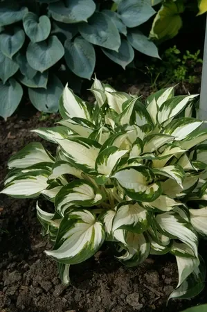 Hosta: Fire and Ice