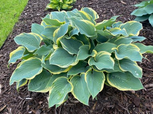Hosta: First Frost