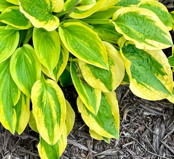 Hosta: Glad Rags