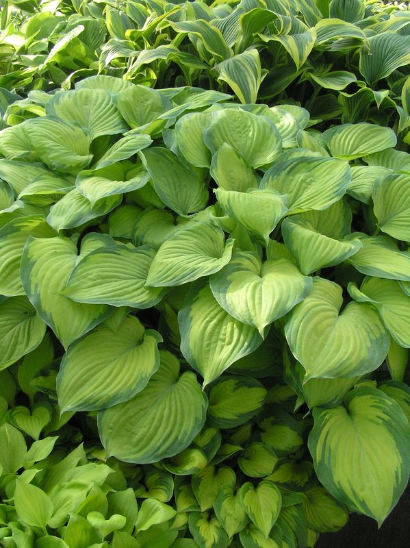 Hosta: Guacamole