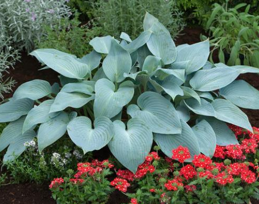 Hosta: Halcyon