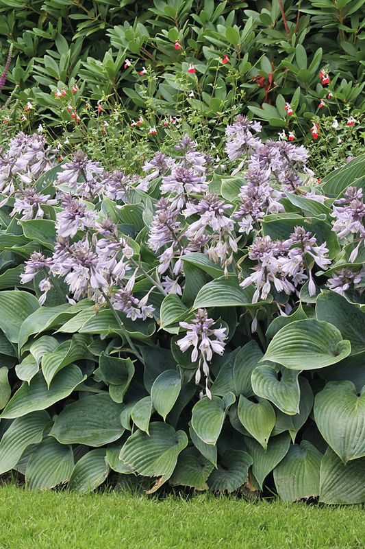Hosta: Halcyon