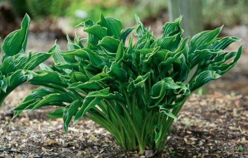 Hosta: Praying Hands