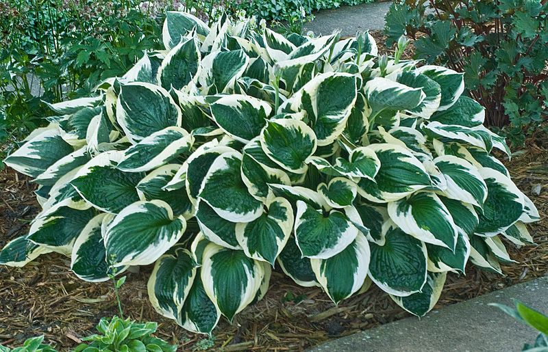 Hosta: Minuteman