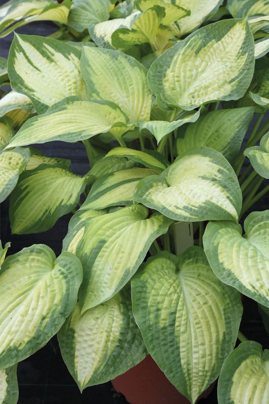 Hosta: Paul&#39;s Glory