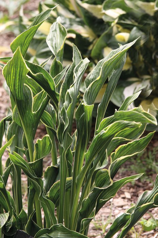 Hosta: Praying Hands