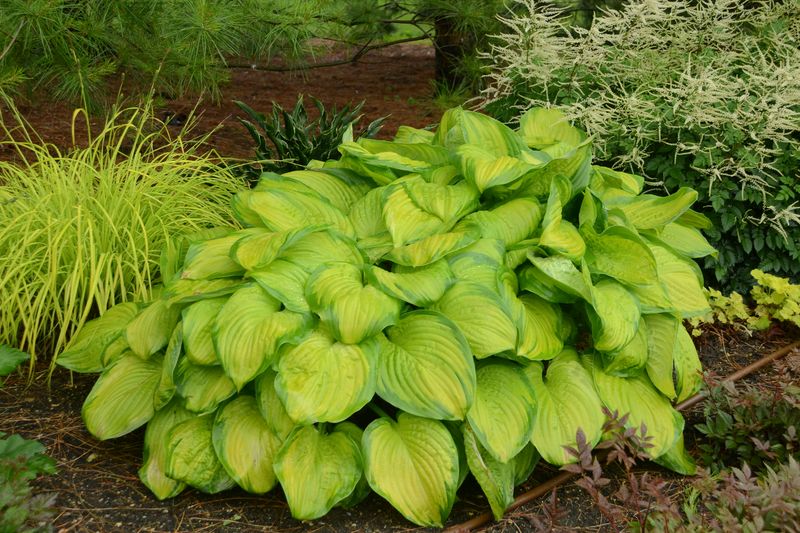 Hosta: Stained Glass