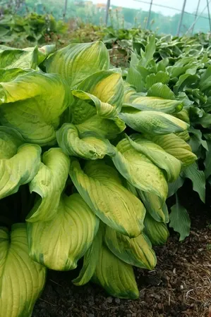 Hosta: Stained Glass