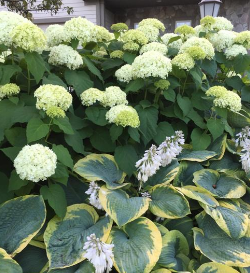 Hydrangea: Annabelle