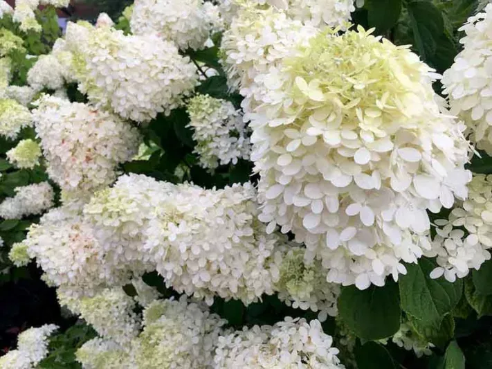 Hydrangea: Pee Gee