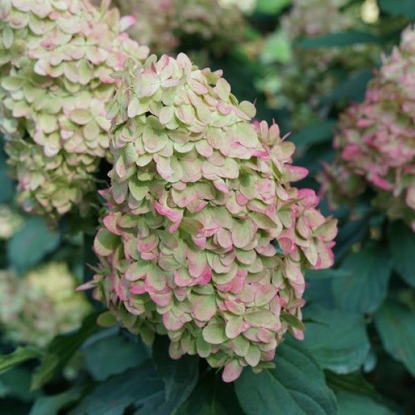 Hydrangea Tree: Limelight