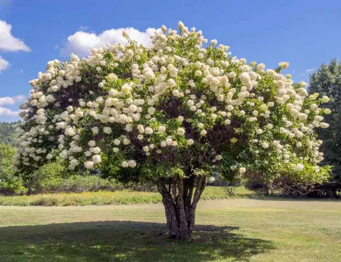 Hydrangea Tree: Pee Gee