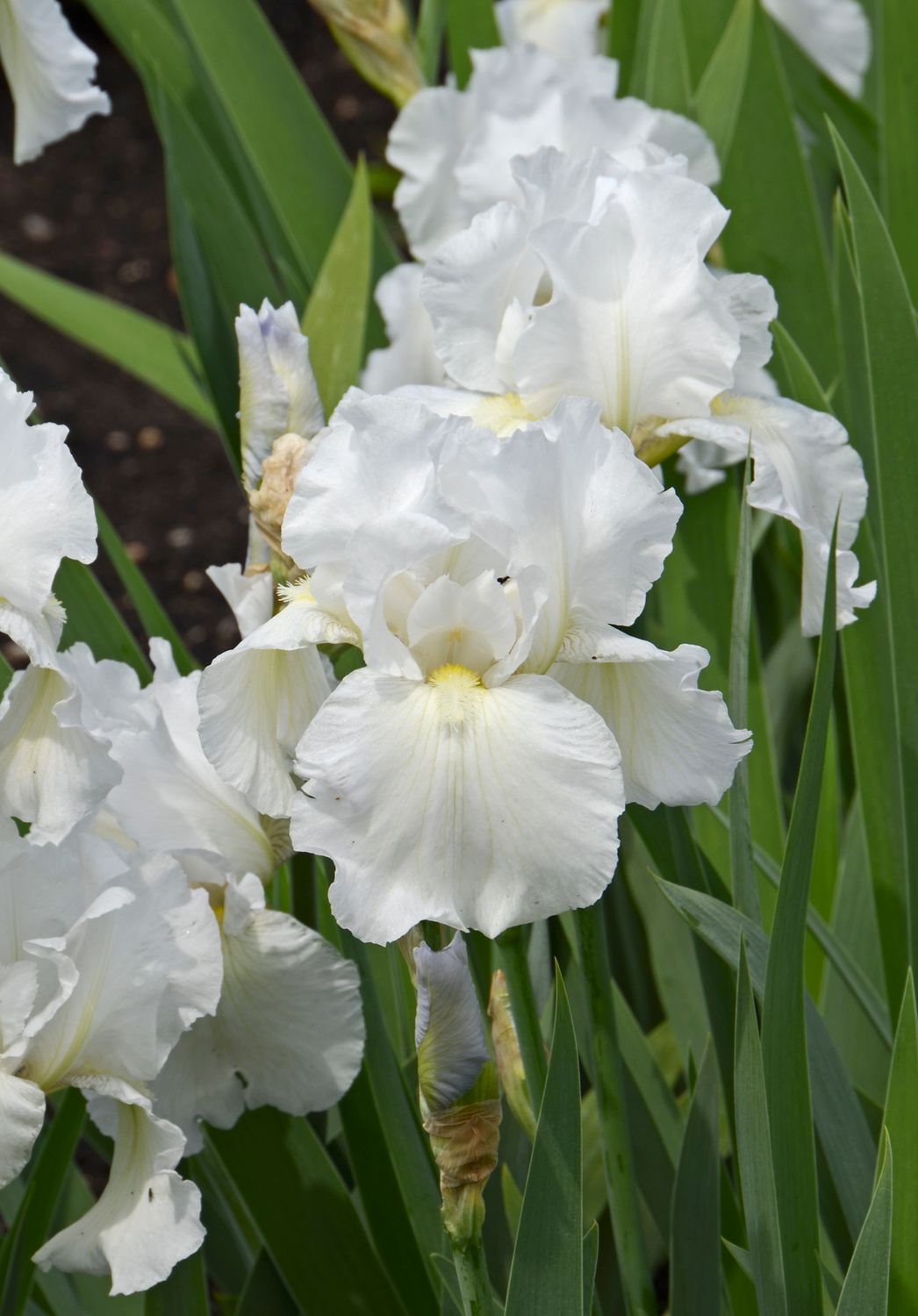 Iris: Immortality