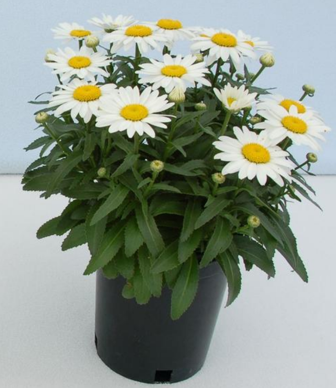 Shasta Daisy: Snowcap