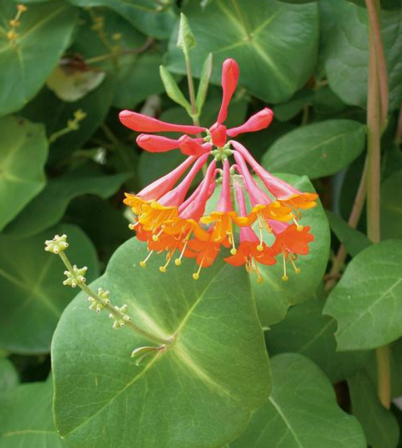 Honeysuckle: Dropmore Scarlet