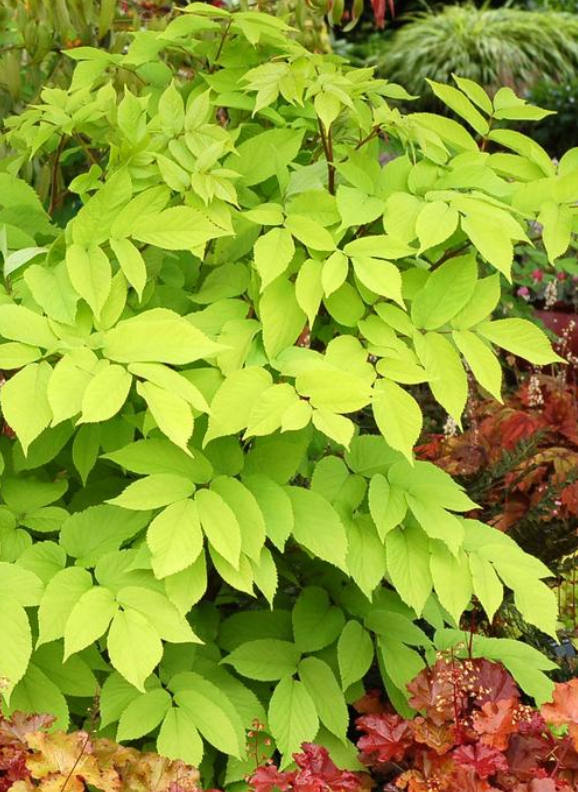 Aralia: Sun King