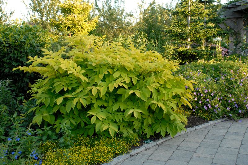 Aralia: Sun King