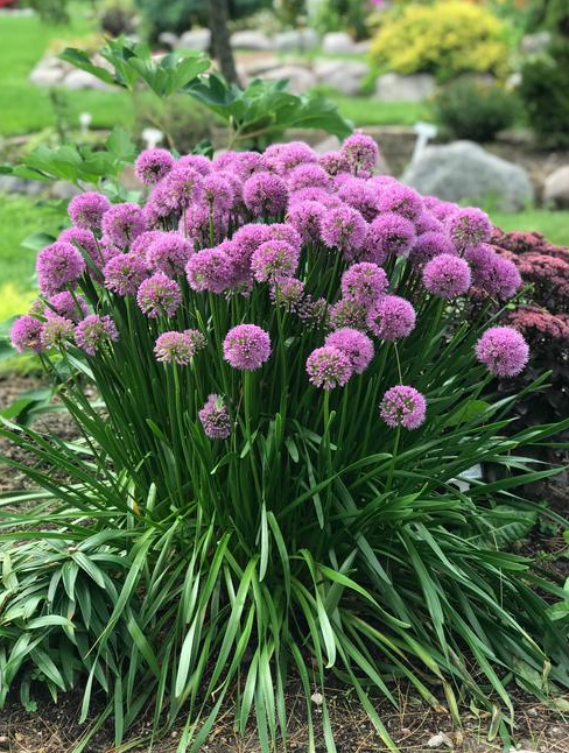 Allium: Millennium