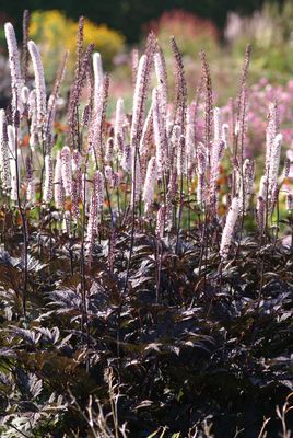 Actaea: Brunette