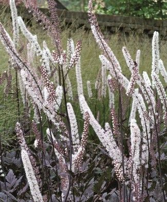 Actaea: Brunette