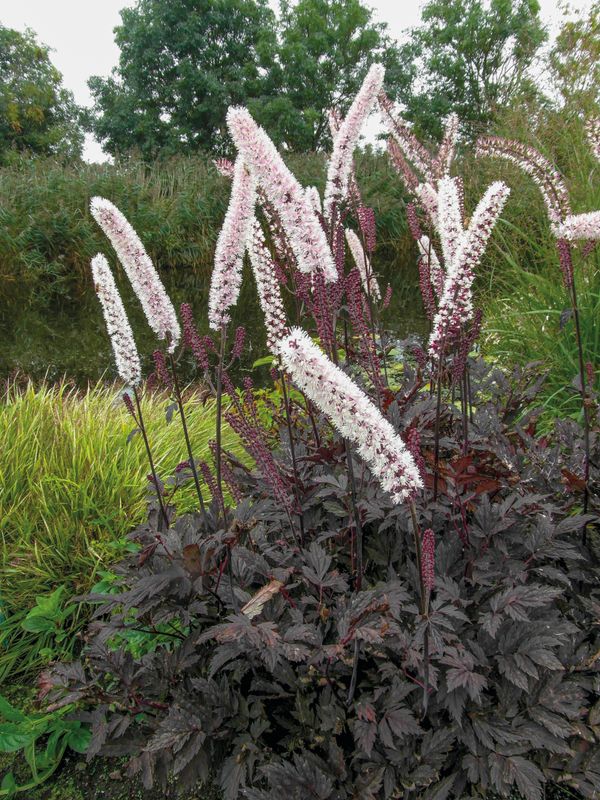 Actaea: Chocoholic