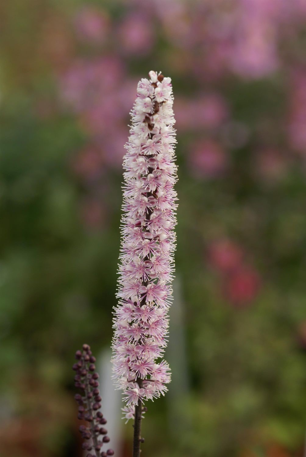Actaea: Pink Spike
