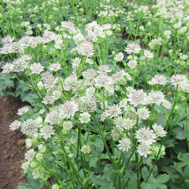 Astrantia: Star of Billions