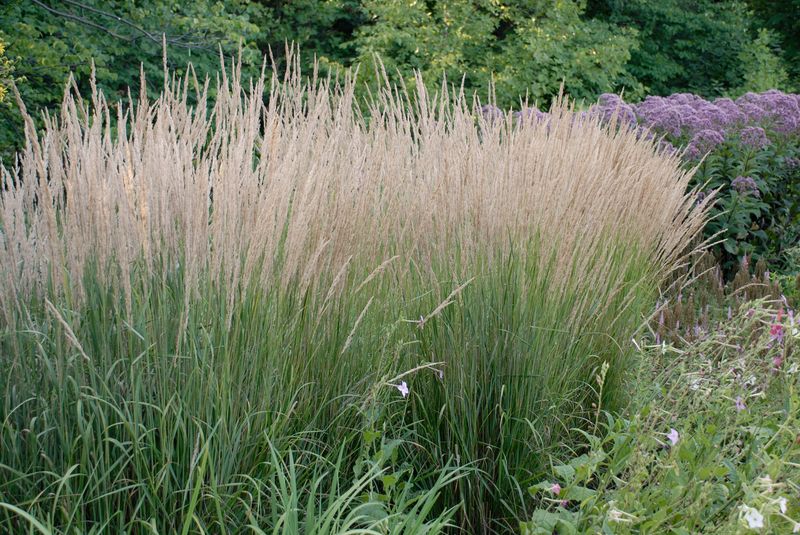 Karl Forster Feather Reed Grass