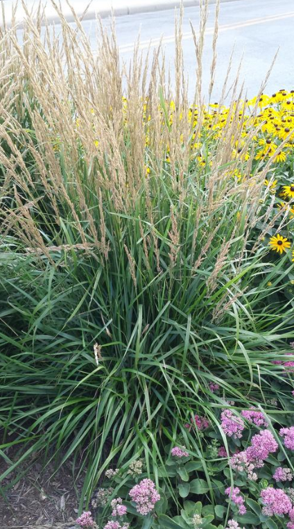 Karl Forster Feather Reed Grass