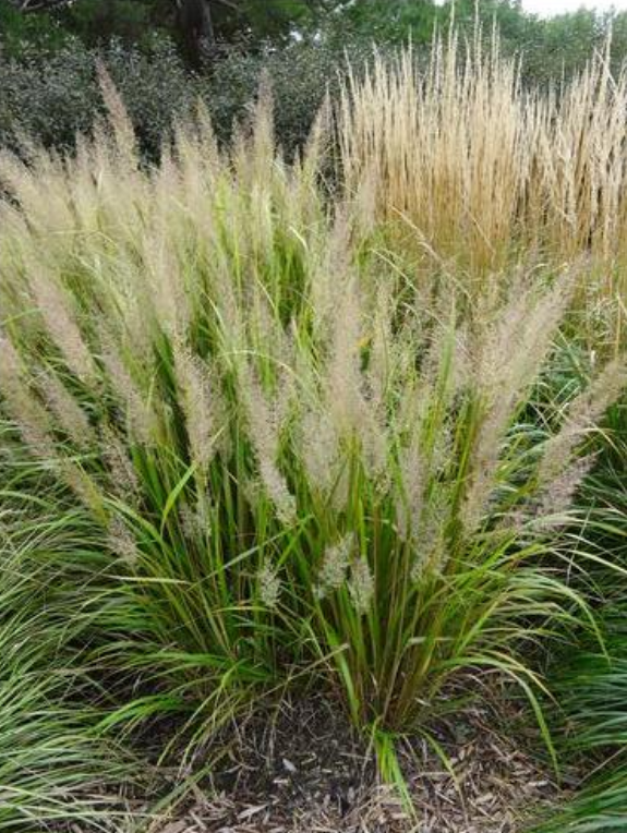 Korean Feather Reed Grass