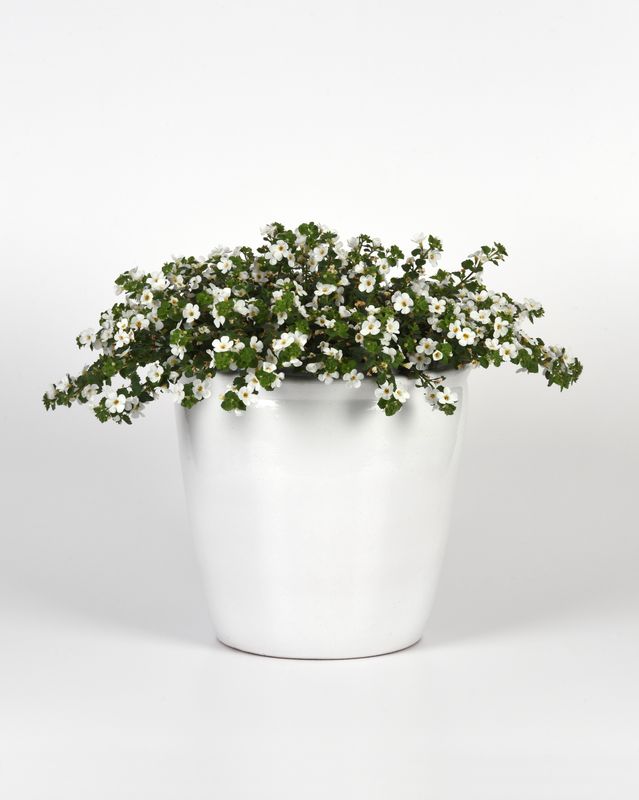 Bacopa - Big Falls: White