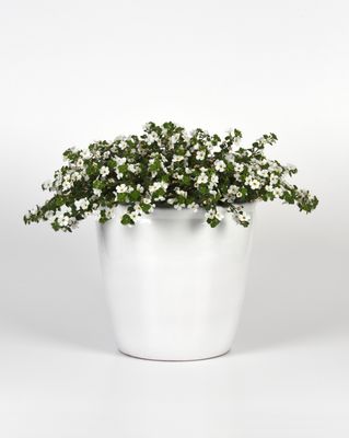 Bacopa - Big Falls: White