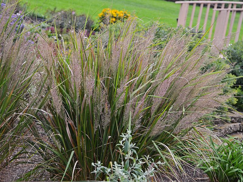 Korean Feather Reed Grass