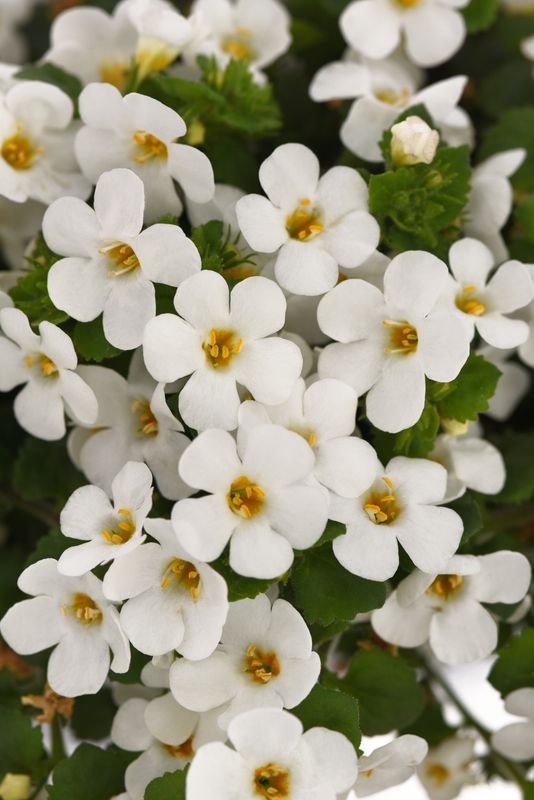 Bacopa - Big Falls: White