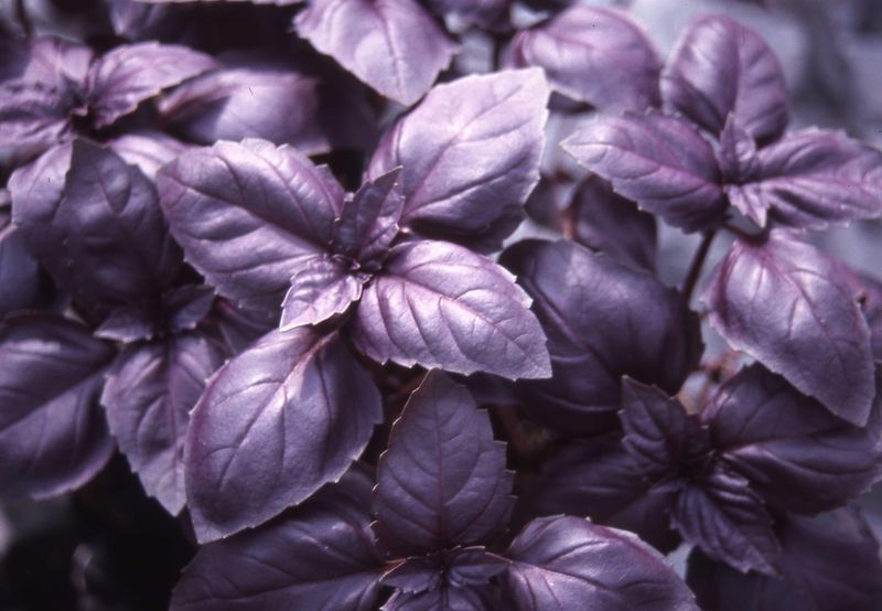 Basil: Red Rubin Basil: Red Rubin