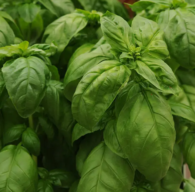 Basil: Italian (Large Leaf)