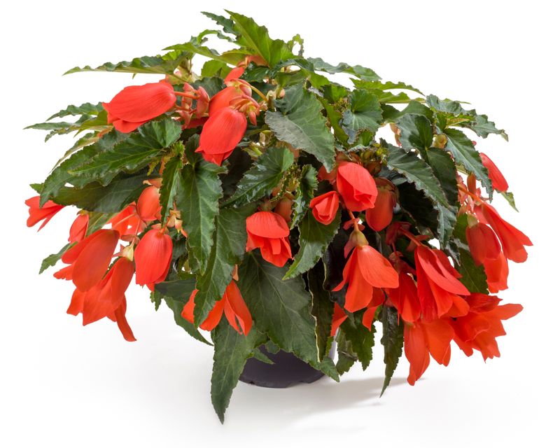 Begonia - Encanto: Orange