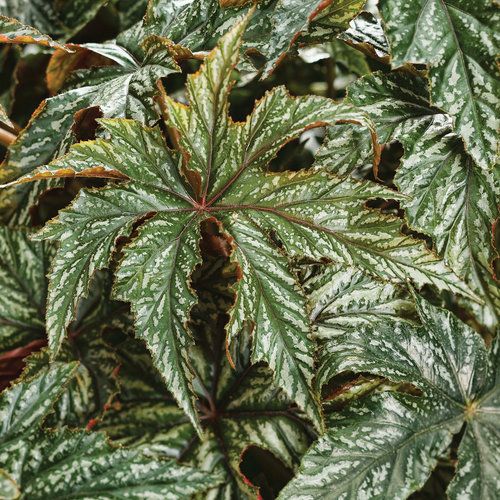Begonia: Gryphon