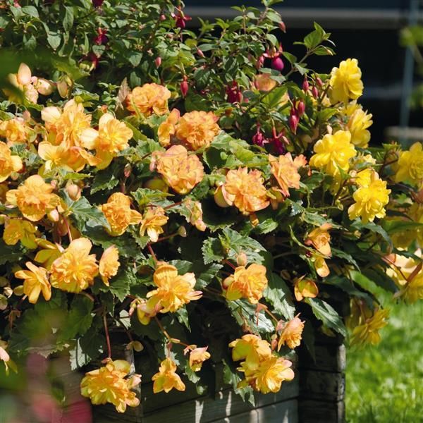 Begonia - Illumination: Apricot