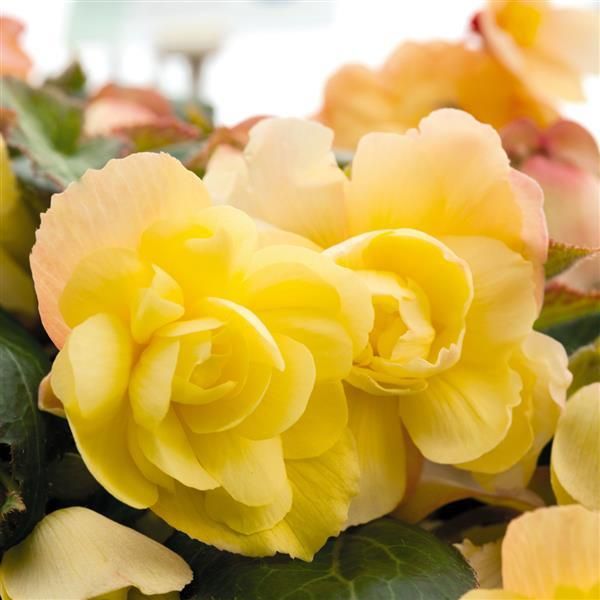 Begonia - Illumination: Lemon