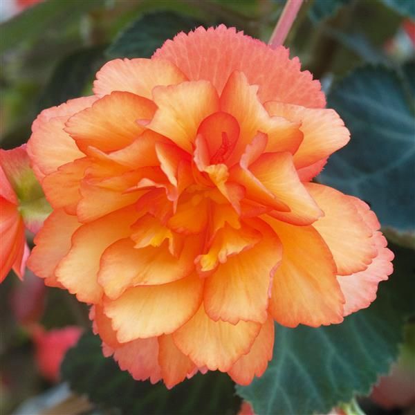 Begonia - Illumination: Golden Picotee