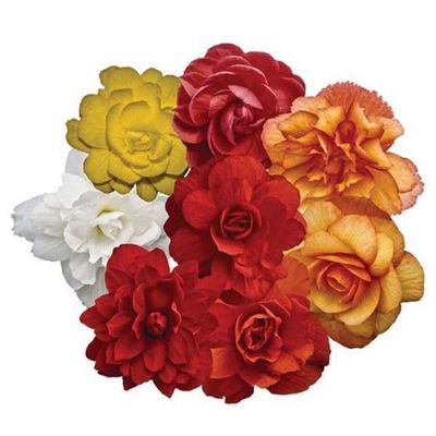 Illumination Begonias