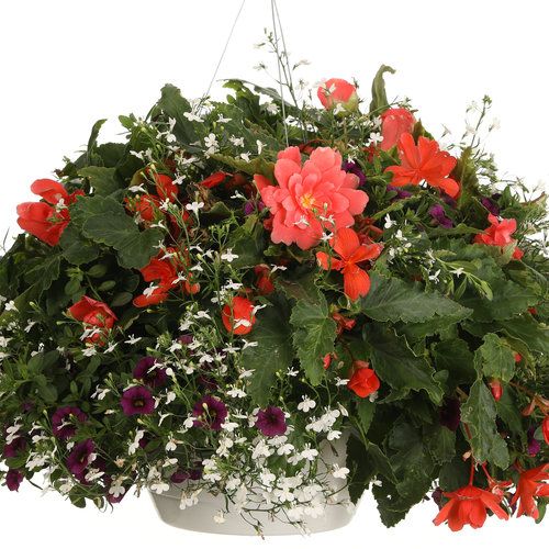 Begonia - Illumination: Orange