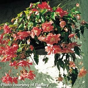 Begonia - Illumination: Salmon Pink
