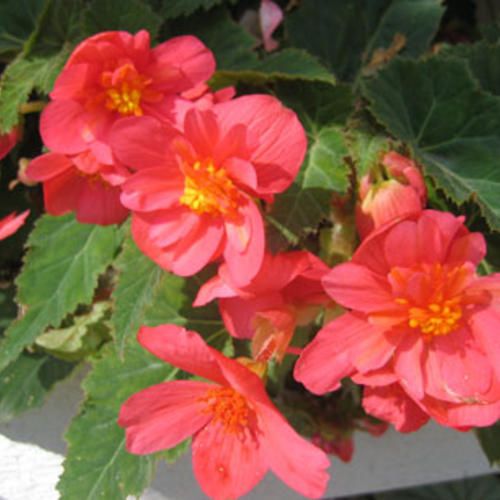 Begonia - Illumination: Salmon Pink