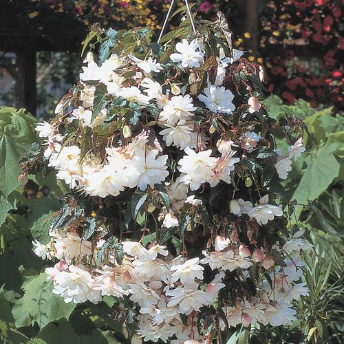 Begonia - Illumination: White